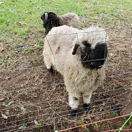 Domaine Des Maillets Bed and breakfast