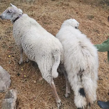 Domaine Des Maillets